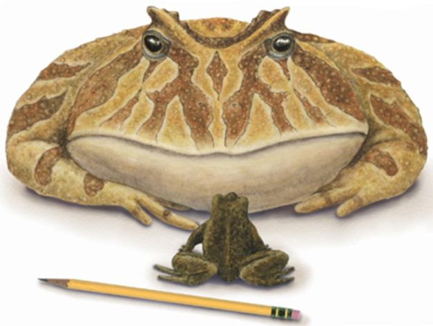 Jeden z dřívějších Krauseho objevů: Beelzebufo ampinga (Kredit: Stony Brook University).