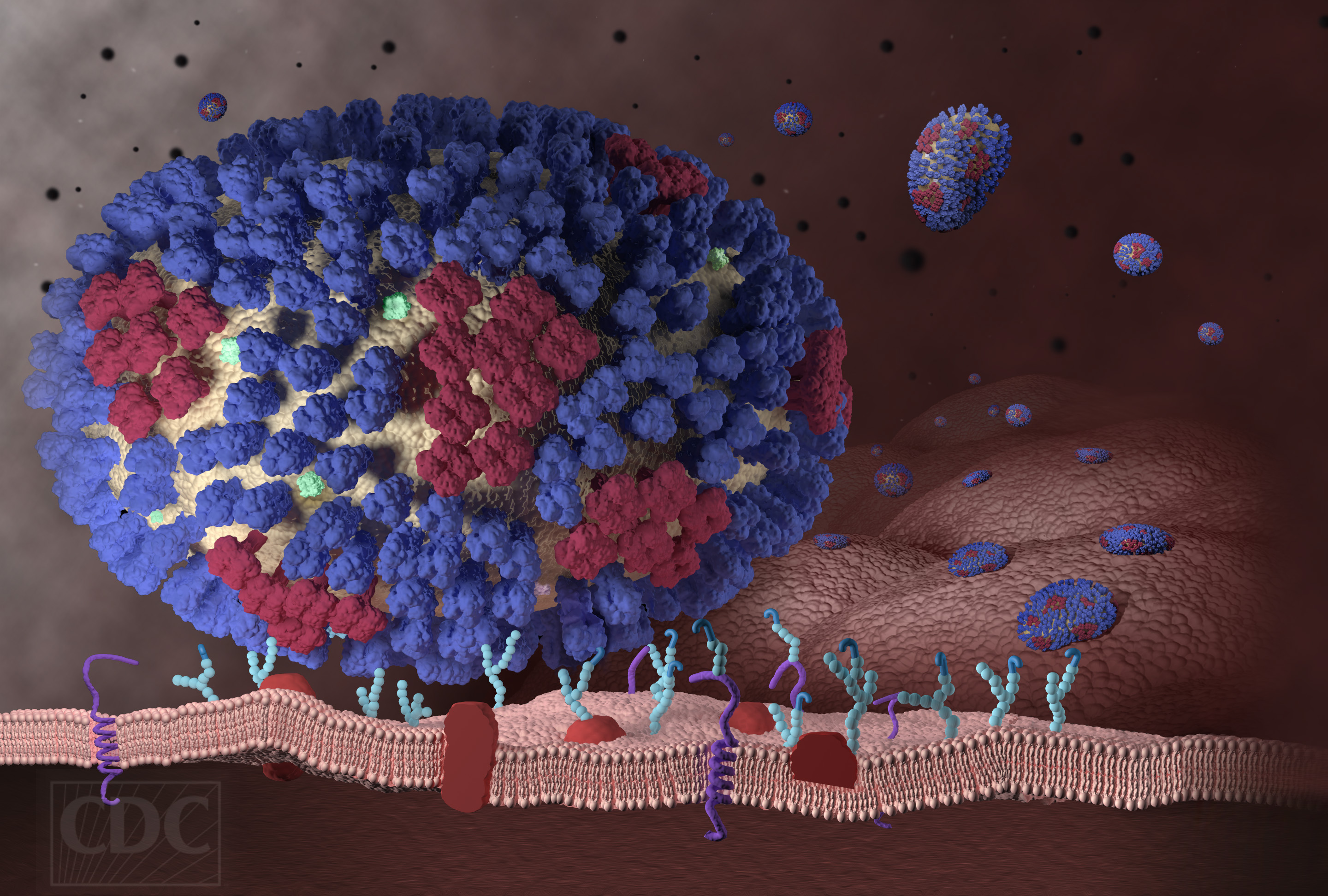 Z mnoha vyčnívajících struktur na povrch viru se ve stovkách exemplářů vyskytují molekuly hemaglutininu (modře) a neuraminidázy (fialově).  Každá z kopií se podobá hříbečku, který má hlavičku a nožku. Na změnách ve stavbě hlavičky proteinu (mutaci) z