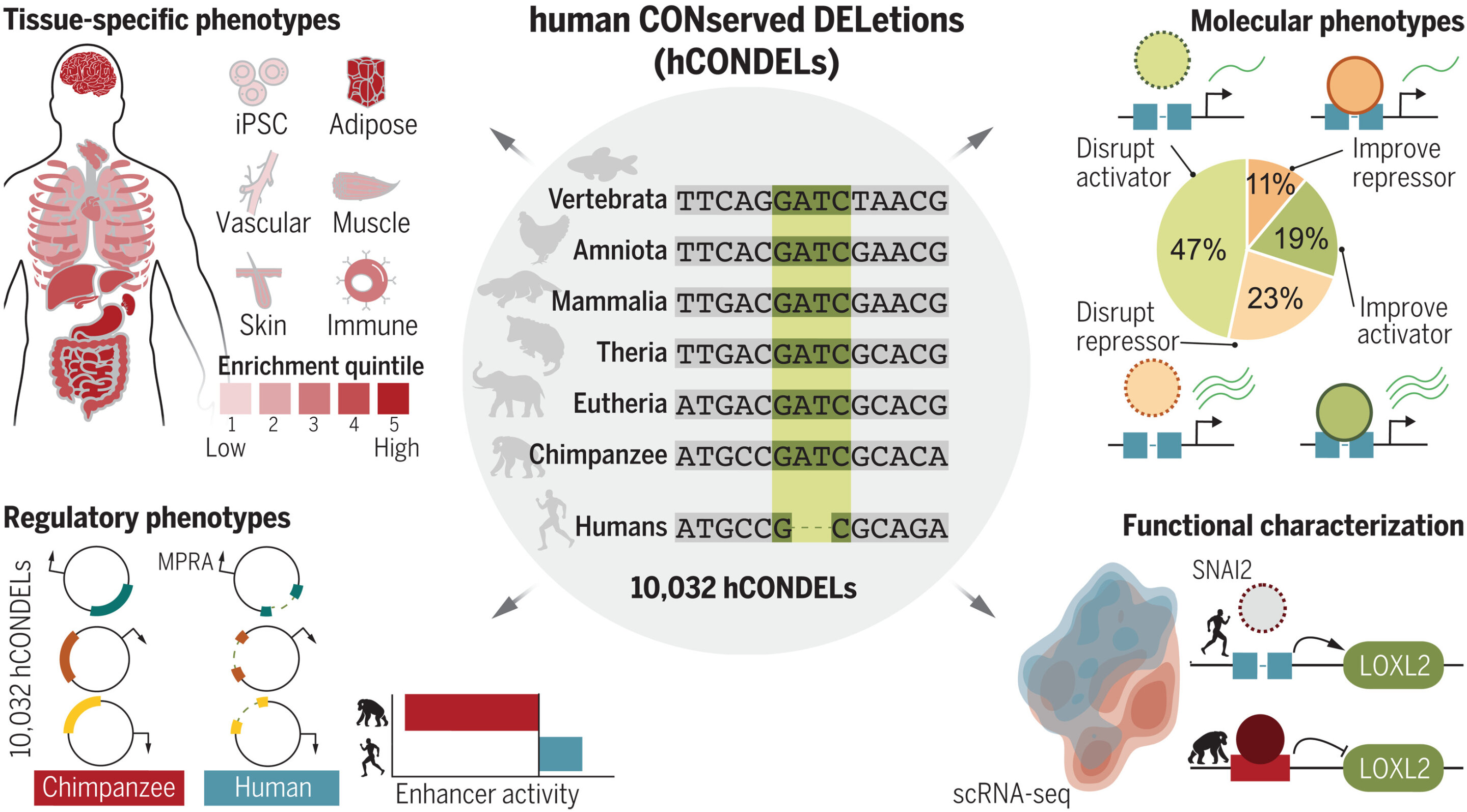 Můžeme být pyšní na své hCONDELy? Kredit: Xue et al. (2023), Science.