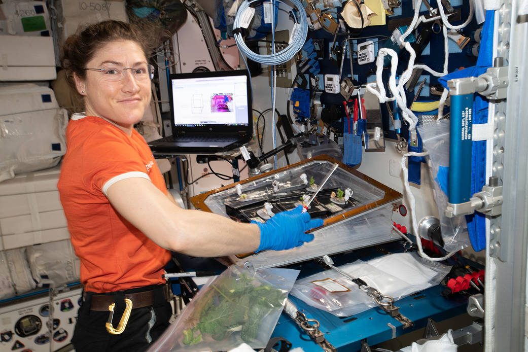 Astronautka Christina Koch pri botanickom výskume na ISS. Kredit: NASA.