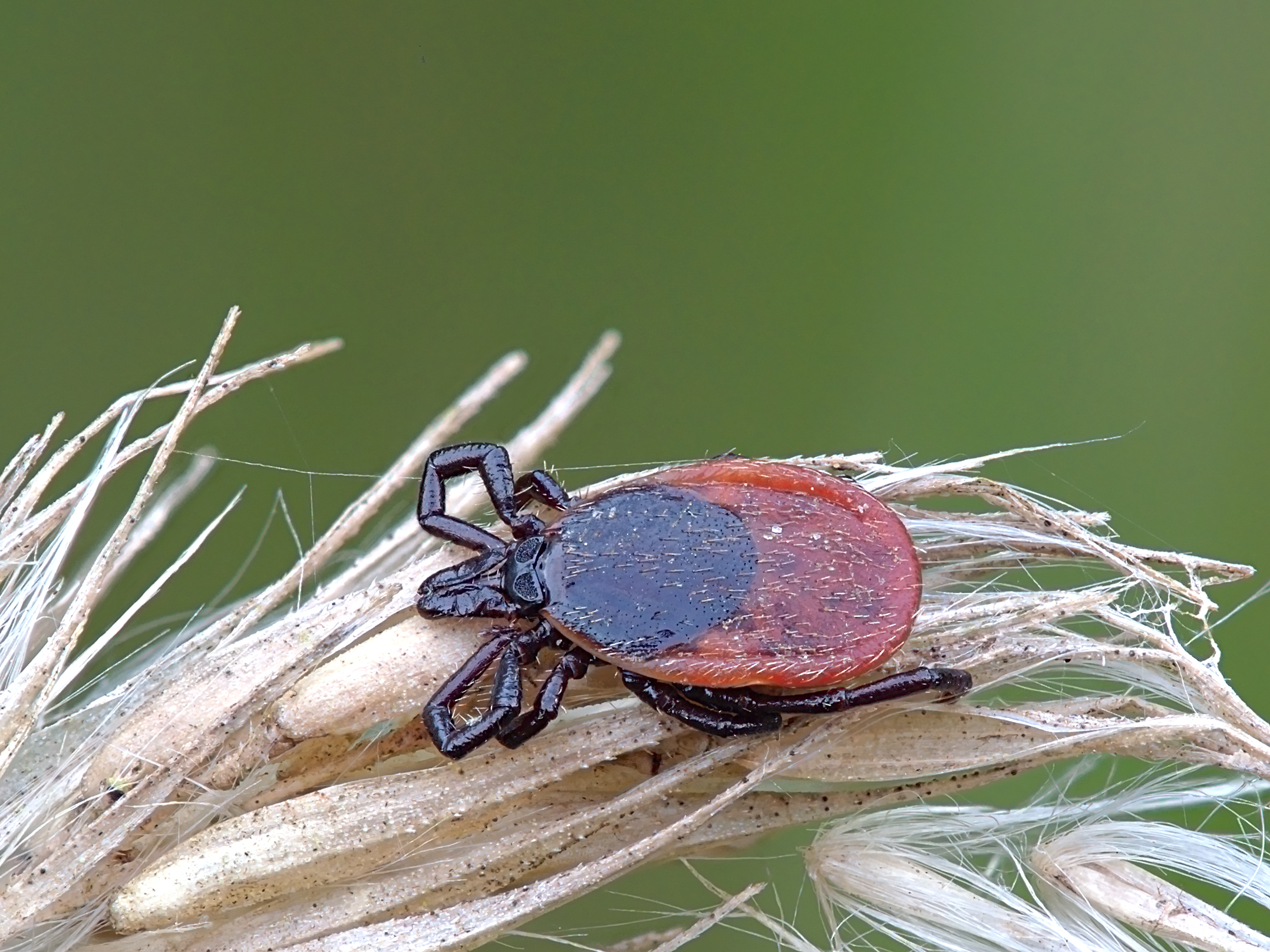Kliešť Ixodes ricinus. Kredit: W.alter https://commons.wikimedia.org/w/index.php?title=User:W.alter&action=edit&redlink=1 Wikimedia. CC BY-SA 4.0