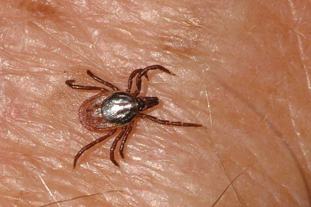 Klíště druhu Ixodes ricinus - nejčastější přenašeč borreliózy na člověka. Komenzálové klíšťat jsou našimi patogeny a naši komenzálové jsou zase jejich patogeny. Zatímco klíšťata se těm našim bránit umí, my těm jejich většinou ne. Foto kredit: James L