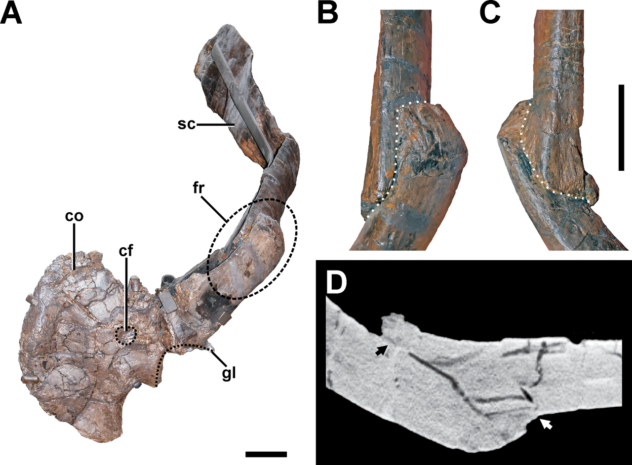 Jedna z mnoha paleopatologií zjištěná na fosiliích pozdně jurského severoamerického a evropského teropoda rodu Allosaurus – frakturovaná lopatka. U stejného jedince z morrisonského souvrství ve Wyomingu bylo objeveno také množství dalších poranění, z