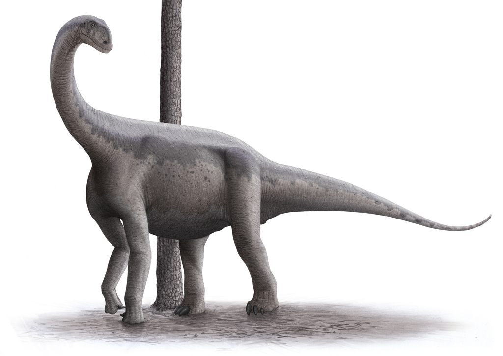 Sauropodní dinosaurus druhu Jobaria tiguidensis, žijící v období střední jury (asi před 165 miliony let) na území současného Nigeru. Při odhadované délce přes 18 metrů vážil asi 22 tun, patřil tedy ke středně velkým sauropodům. Stejně jako u ostatníc