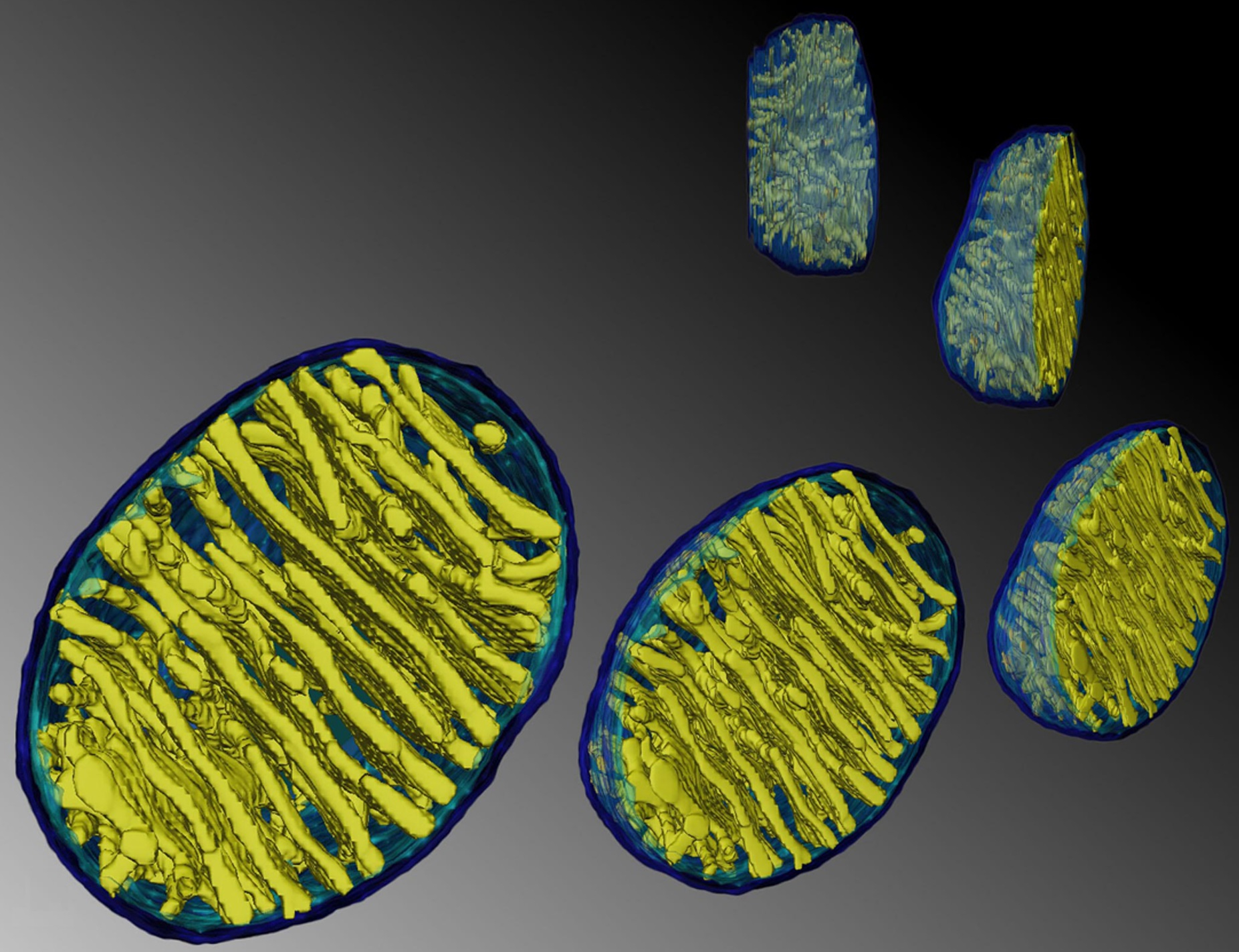 Uspořádání vnitřní membrány mitochondrie se spíše než „chladičem“, začíná jevit jako „kožich“ umožňující rychle zvýšit a udržet teplotu těsně pod padesáti stupni Celsia na co největší reakční ploše. Foto: Terrence G. Frey, State University San Diego