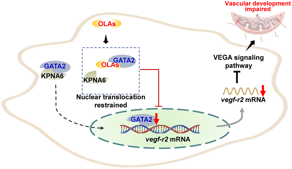 Po požití plastů kyseliny polymléčné dochází v těhotenství k narušení signální dráhy VEGF regulované genem GATA2.  To se projeví narušením rozvoje cév,žil a vlásečnic v placentě a následným omezením přívodu živin, kyslíku i odvodu metabolických produ