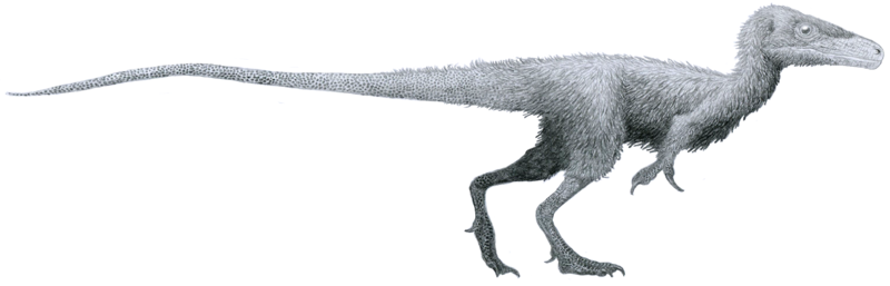 Juravenator starki byl menĹˇĂ­ teropod, ĹľijĂ­cĂ­ v obdobĂ­ pozdnĂ­ jury (pĹ™ed 150 miliony let) na ĂşzemĂ­ dneĹˇnĂ­ho Bavorska. PatĹ™il tak k souÄŤasnĂ­kĹŻm slavnĂ©ho â€žpraptĂˇkaâ€ś archeopteryxe. ExemplĂˇĹ™ objevenĂ˝ roku 1998 byl pĹ™i dĂ©lce 75 c