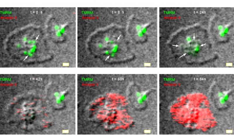 Sekvence snĂ­mkĹŻ mitochondriĂˇlnĂ­ nekrĂłzy. Na dvou sousednĂ­ch destiÄŤkĂˇch je vidÄ›t, Ĺľe zpoÄŤĂˇtku majĂ­ â€žĹľivĂ©â€ś (funkÄŤnĂ­) mitochondrie (zelenĂ© teÄŤky) oba trombocyty. Markery bunÄ›ÄŤnĂ© smrti umĂ­ mitochondrie zbarvit ÄŤervenÄ›. To zvi