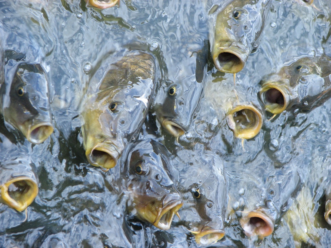 Kapr (Cyprinus carpio) je karasům blízký příbuzný. I on je k těžké hypoxii rezistentní. Na rozdíl od karase ale při anoxii během několika hodin umírá.  Kredit: Jina Lee, Wikipedia, CC BY-SA 3.0