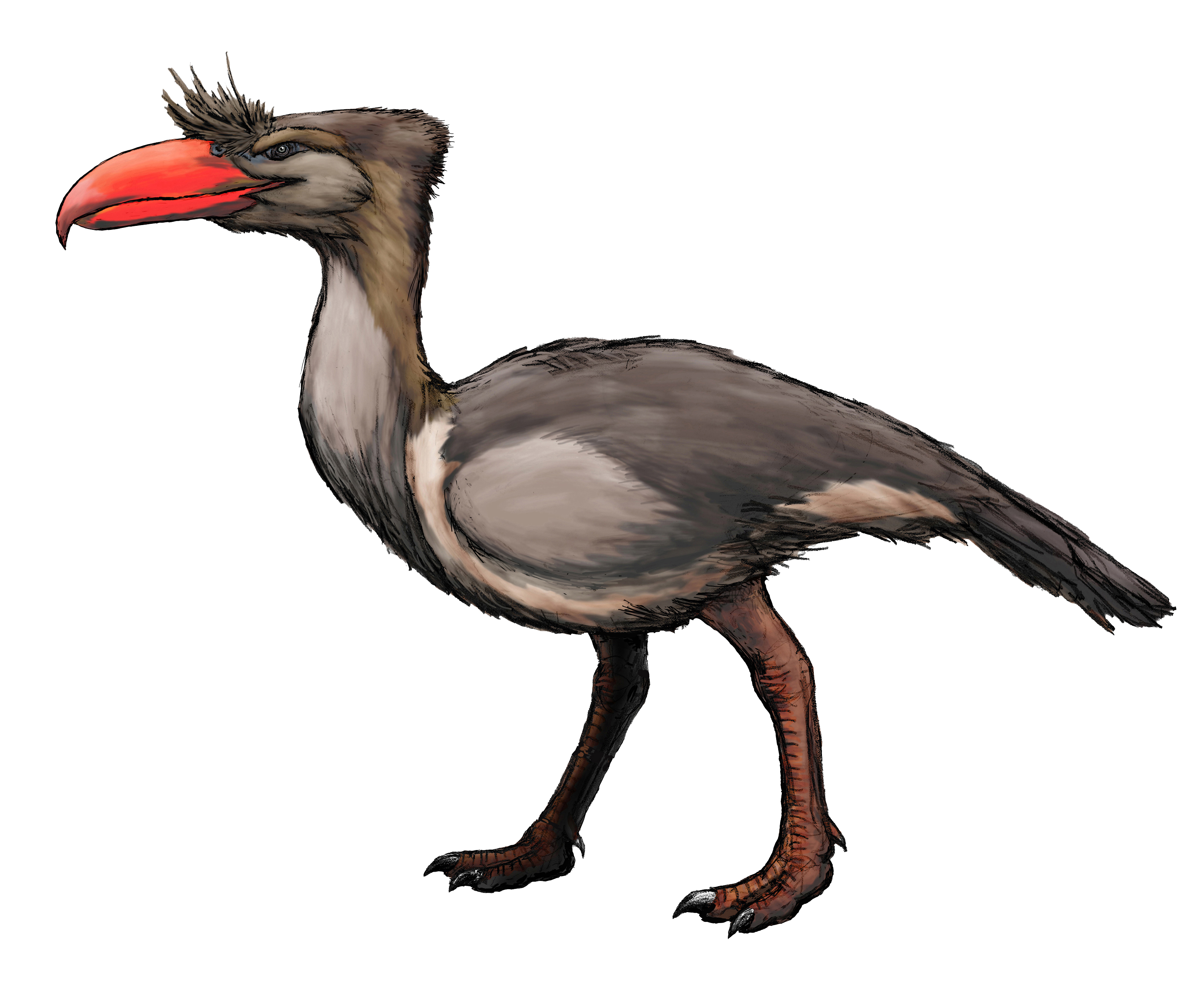 Rekonstrukce přibližného vzezření kelenkena, jednoho z největších známých dravých ptáků v dějinách života na Zemi. Přibližně před 15 miliony let představoval tento tři metry vysoký a čtvrt tuny vážící forusracid obávaného predátora na území současné 