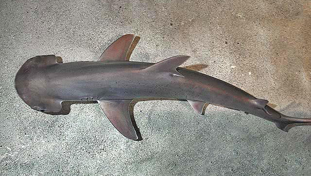 Kladivoun tiburo (Sphyrna tiburo) Autor snímku: D Ross Robertson, volné dílo.