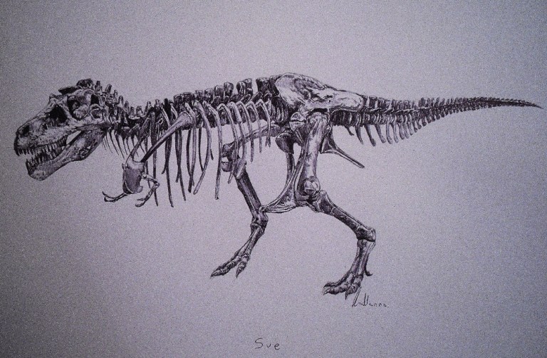 Rekonstruovaná kostra „Sue“ (FMNH PR 2081), jednoho z největších a nejkompletnějších známých exemplářů druhu Tyrannosaurus rex. Fosilii objevila roku 1990 Susan Hendricksonová a o sedm let později byla po četných právních bitvách vydražena za víc než
