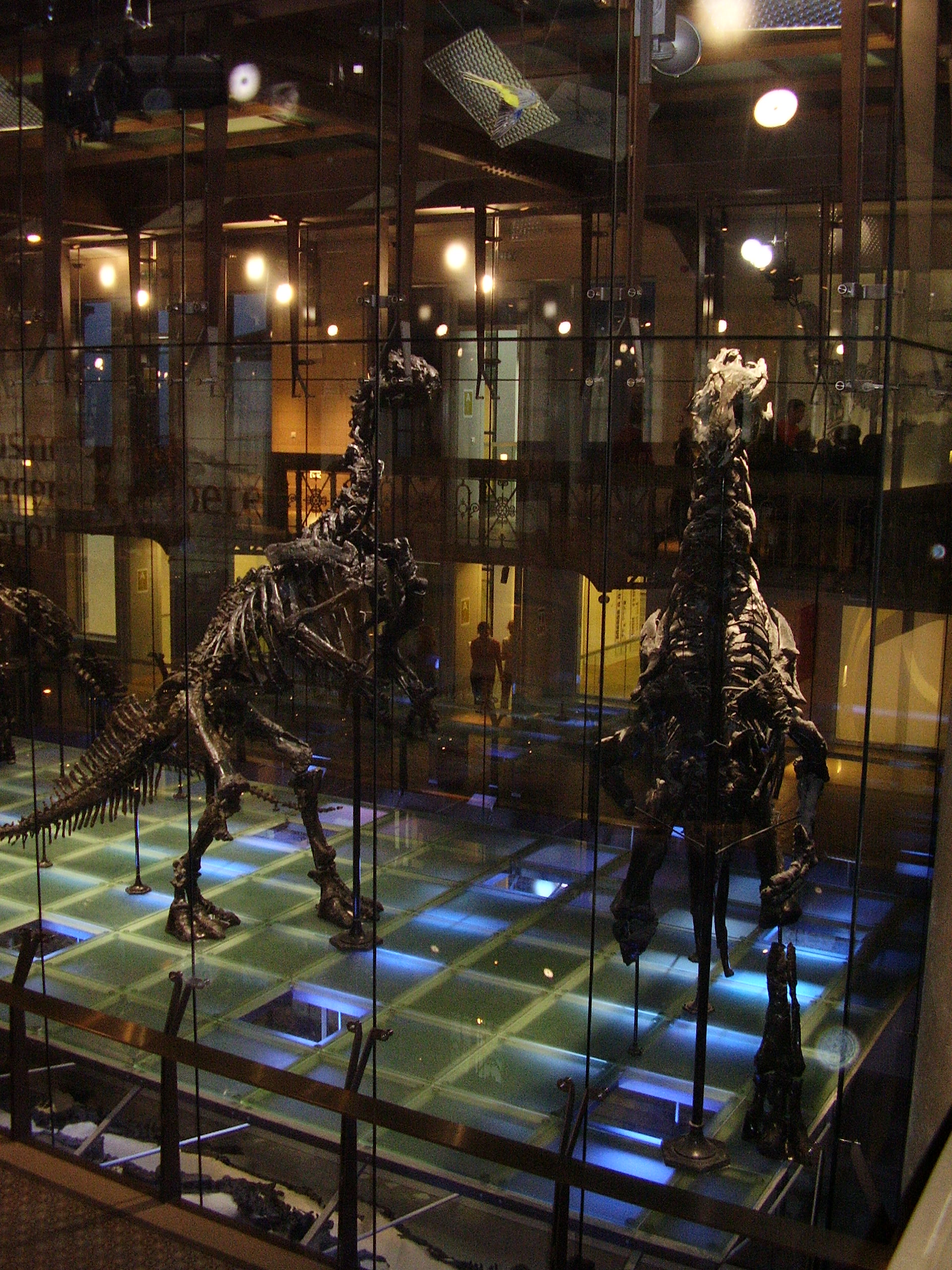 Proslulé kosterní exempláře druhu Iguanodon bernissartensis v Královském muzeu v Bruselu. Objev desítek koster v uhelném dole u belgického Bernissartu v roce 1878 se stal jedním z největších paleontologických objevů 19. století. Kredit: Vlastní sníme