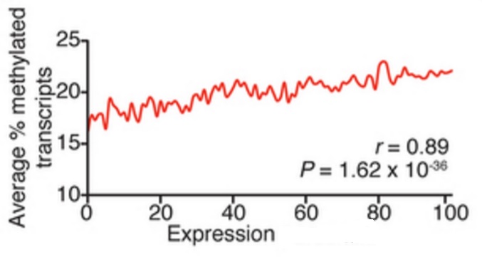 PrĹŻmÄ›rnĂ˝ podĂ­l methylovanĂ˝ch transkriptĹŻ se zvyĹˇuje s ĂşrovnĂ­ genovĂ© exprese. (Kredit: Dan Dominissini, University of Chicago)