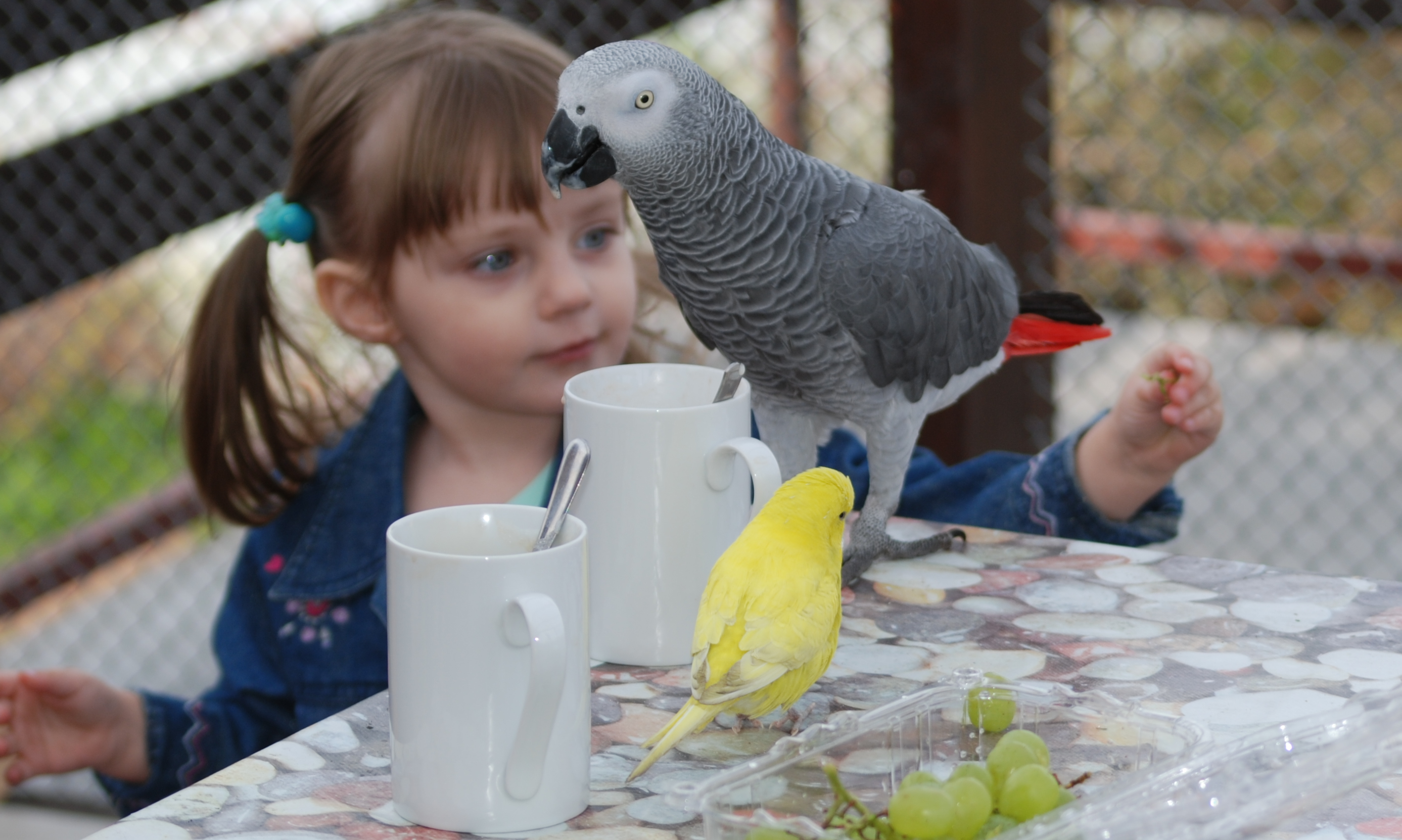 PapouĹˇek ĹˇedĂ˝ â€“ ĹľakoÂ (Psittacus erithacus) patĹ™Ă­ mezi nejoblĂ­benÄ›jĹˇĂ­Â papouĹˇky. NetuĹˇĂ­m proÄŤ. (Kredit:: autor ÄŤlĂˇnku)