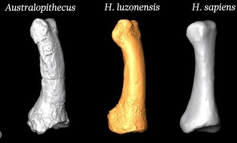 O tom, že jde o nový lidský druh, mají svědčit anatomické zvláštnosti kloubních hlavic. Na snímku je porovnání prstních článků nohy Homo luzonensis,  hominida Australopithecus a člověka moudrého.  Foto: YouTube
