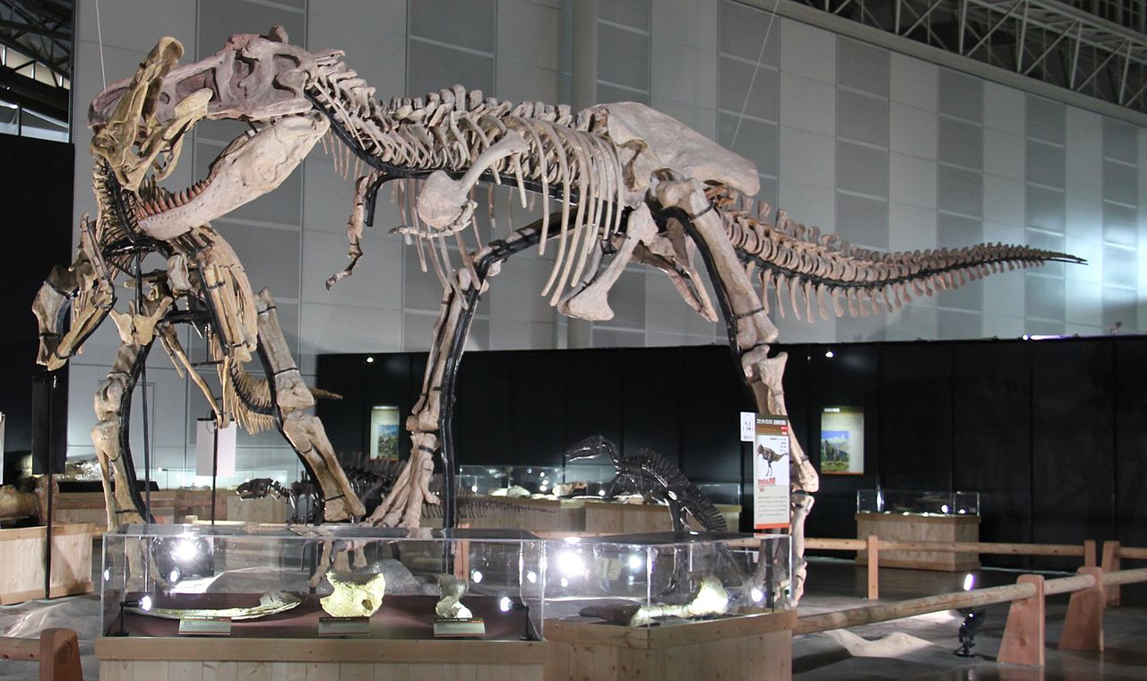 Rekonstrukce kostry čučchengtyrana, útočícího na kachnozobého šantungosaura. Tento čínský tyranosaurid se vyskytoval zhruba o tři miliony let dříve a geograficky mírně východněji než jeho blízký příbuzný Tarbosaurus bataar. Mohli se poslední čučcheng