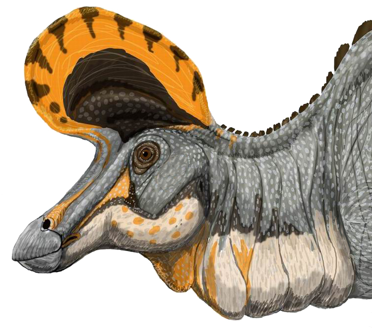 Rekonstrukce vzezření hlavy a krku kachnozobého dinosaura druhu Lambeosaurus magnicristatus. Typový druh Lambeosaurus lambei se od něho lišil zejména jiným tvarem svého lebečního hřebene. Oba tyto druhy hadrosauridů se vyskytovaly na území dnešní kan