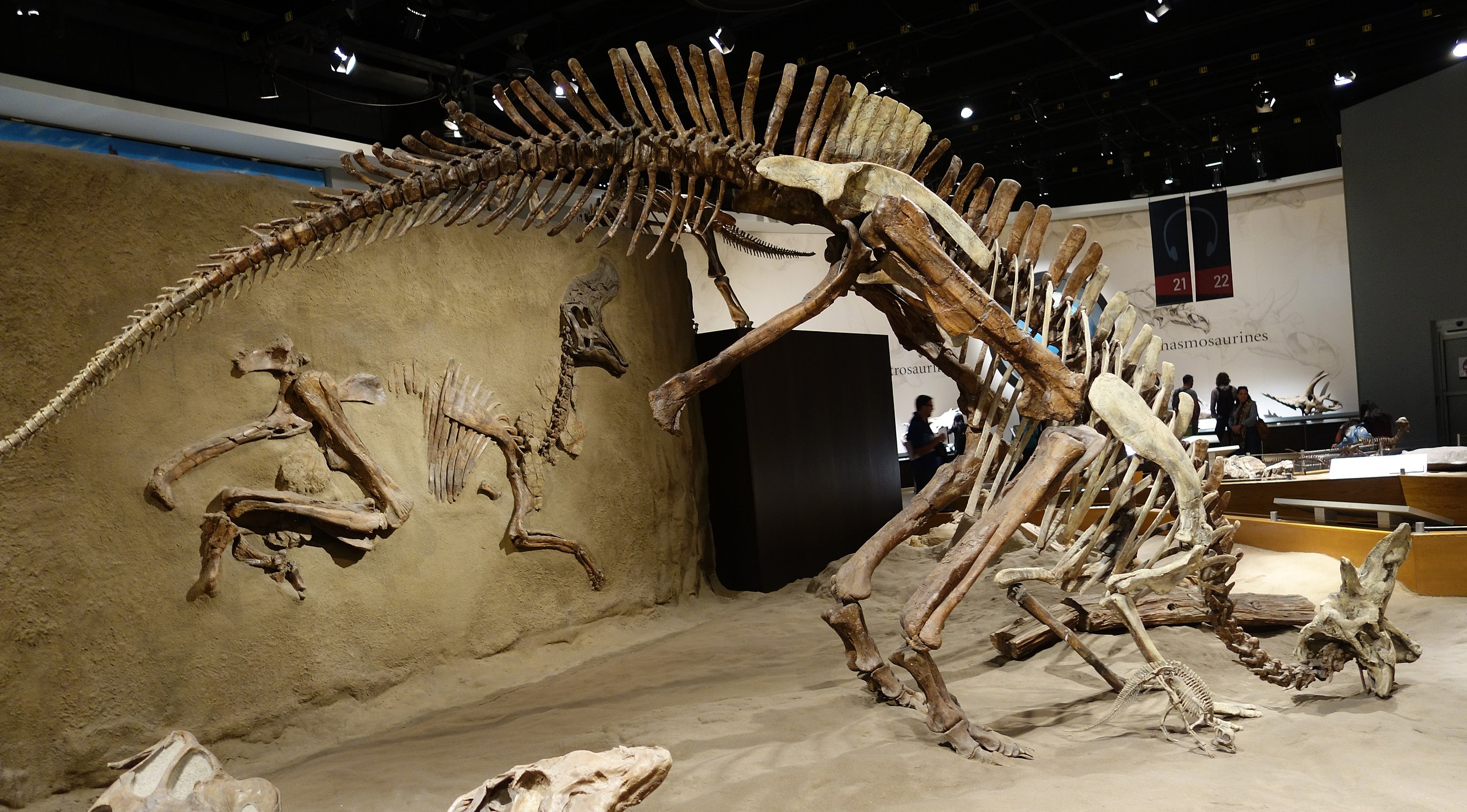 Kostra dospělce druhu Lambeosaurus lambei (v popředí) s kostřičkou malého mláděte v expozici kanadského Royal Tyrrell Museum (Drumheller, provincie Alberta). Stejně jako většina ostatních hadrosauridů se pravděpodobně i lambeosauři sdružovali do stád