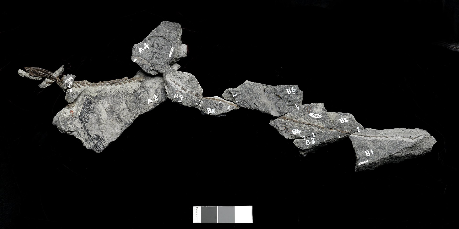 Fosilie zahrnující ocasní část páteře a některé další části kostry menšího ornitopodního dinosaura z raně křídové „polární“ Austrálie (resp. Gondwany). Dříve se předpokládalo, že tato neobvykle dlouhá kaudální část páteře ze sedimentů geologického so