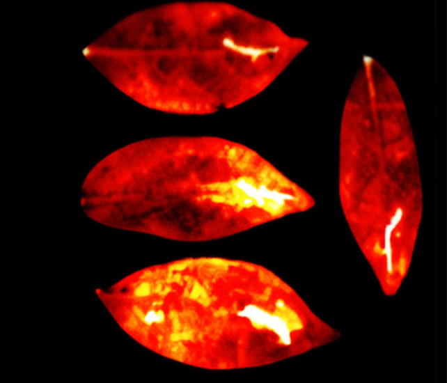 Ultraslabé zářenín listů šeflery dlanitolisté. Kredit: Salari et al. (2025), Journal of Physical Chemistry Letters.