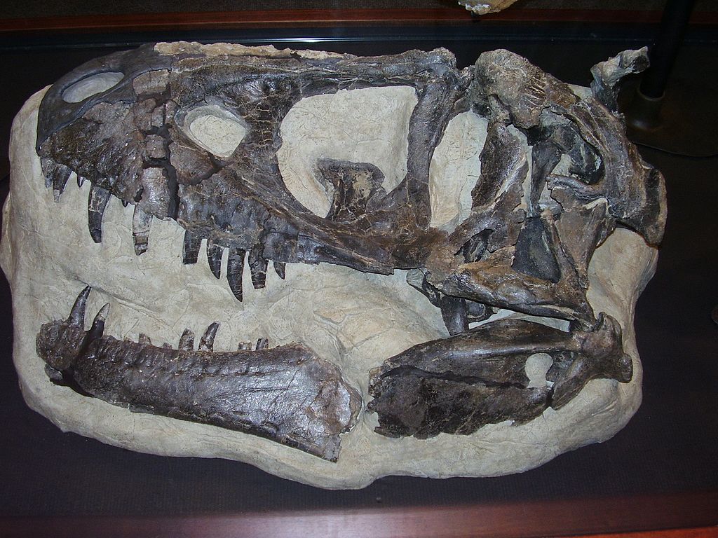 Lebka daspletosaura, mohutnĂ©ho tyranosaurida, kterĂ˝ byl moĹľnĂˇ pĹ™Ă­mĂ˝m pĹ™edkem slavnÄ›jĹˇĂ­ho druhu Tyrannosaurus rex. DaspletosauĹ™i obĂ˝vali zĂˇpad souÄŤasnĂ© SevernĂ­ Ameriky (tehdejĹˇĂ­ Laramidie) v dobÄ› pĹ™ed asi 77 aĹľ 74 miliony let. Kr