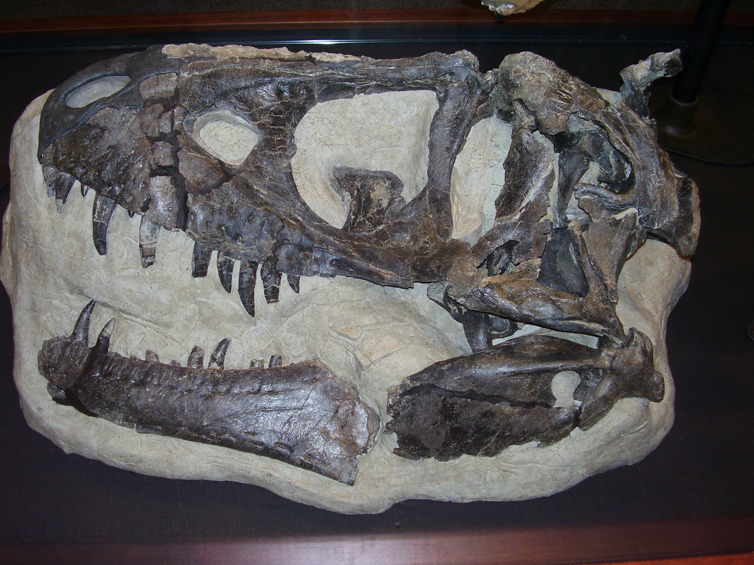 Téměř kompletní lebka holotypu D. horneri (MOR 590) v expozici Museum of the Rockies v Bozemanu (Montana). Teprve v letošním roce byl tento exemplář (spolu s několika dalšími) popsán jako nový samostatný druh rodu Daspletosaurus. Před 75 miliony let 
