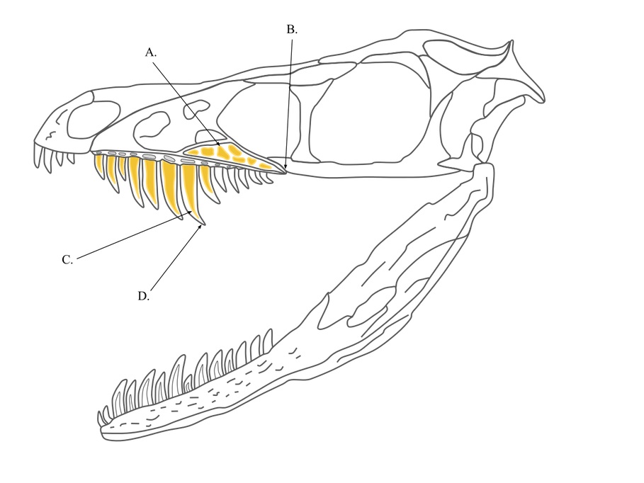 Lebka malého teropodního dinosaura druhu Sinornithosaurus millenii měla dentici a čelisti poněkud podobné čelistem jedovatých hadů. Někteří paleontologové se proto domnívají, že tento teropod mohl být rovněž vybaven jedem. Přesvědčivý důkaz ale zatím