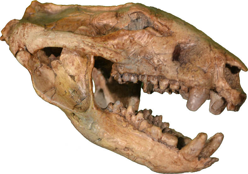 Rekonstruovaná lebka dospělce druhu D. vorax. Mohutné a odolné zuby svědčí o tom, že tento savec se nevyhýbal ani velmi tvrdé potravě v podobě lastur, ulit nebo kostí menších obratlovců. Možná ve světě tyranosaurů plnil roli jakési „zdravotní policie