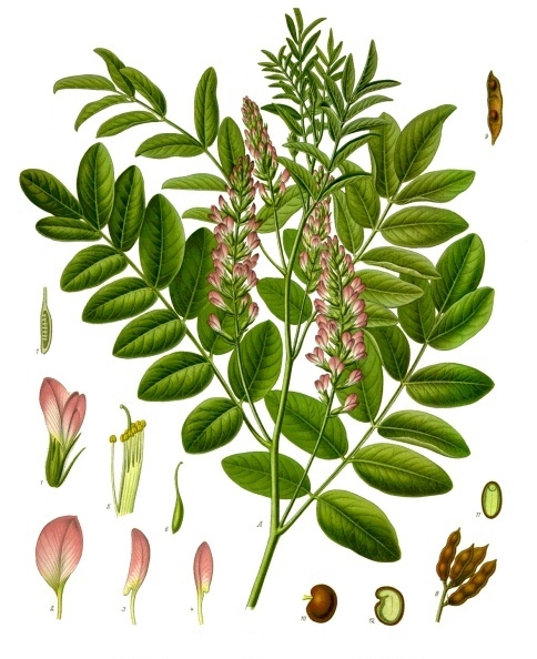 Lékořice lysá  (Glycyrrhiza glabra). Patří do čeledi bobovité.   (Kredit: Franz Eugen Köhler, volné dílo)