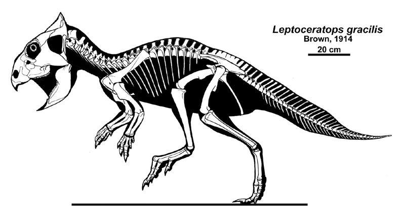 Rekonstrukce kostry menšího rohatého dinosaura druhu Leptoceratops gracilis. Tito ceratopsové patřili k dinosauří megafauně souvrství Hell Creek. Kredit: Jaime A. Headden, Wikipedie (CC BY 3.0)