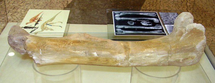 Levá stehenní kost burianosaura na výstavě v prostorách Nákupního centra Chodov v Praze (březen 2007). Kost dlouhá zhruba 40 centimetrů patřila menšímu ornitopodnímu dinosaurovi, který obýval naše území v době před zhruba 95 miliony let. Kredit: Vlas