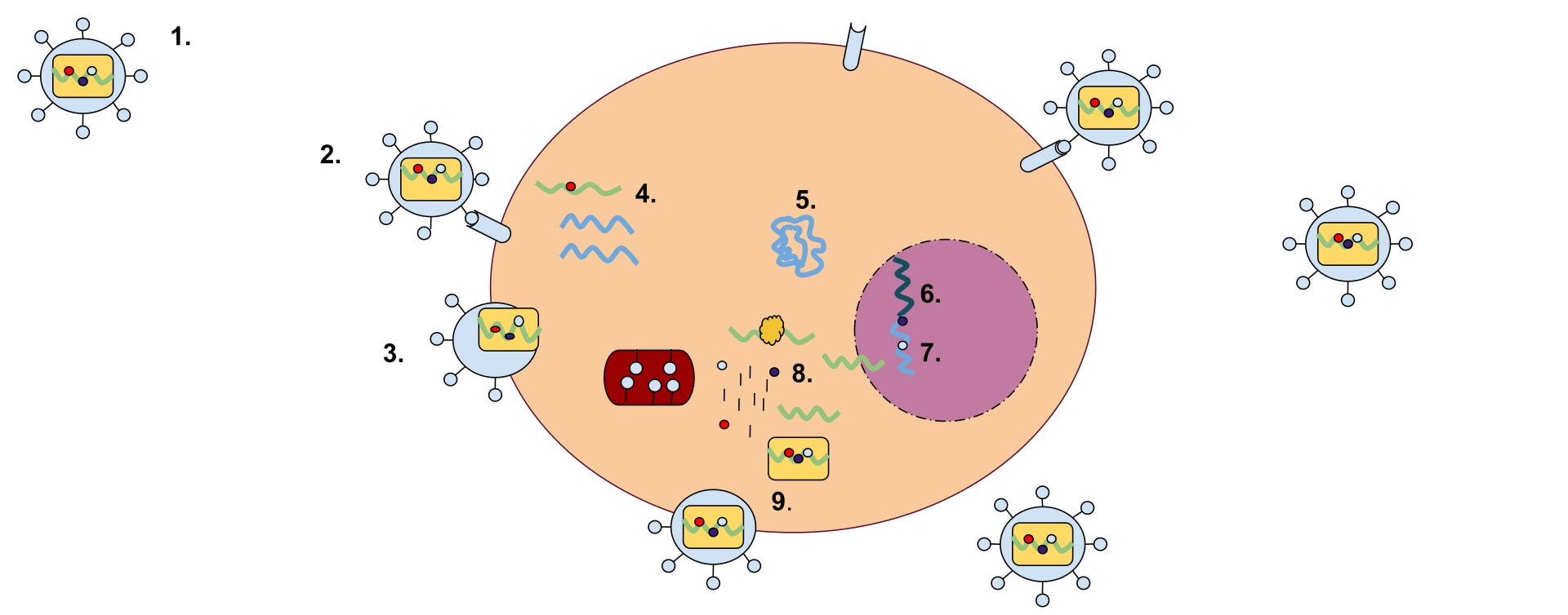 Retrovirus má membránu obsahující glykoproteiny, které se mohou vázat na receptorový protein hostitelské buňky. Uvnitř buňky se nacházejí dvě vlákna RNA obsahující tři enzymy: proteázu, reverzní transkriptázu a integrázu. Prvním krokem replikace je v