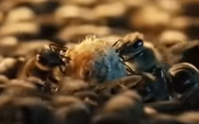 Líhnoucí se královna obklopená královskými strážemi. Zdroj: More than Honey/Markus Imhoof