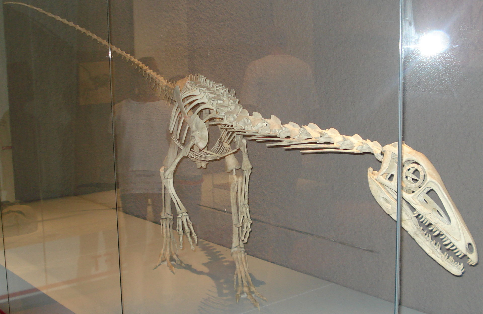 Rekonstruovaná a uměle doplněná kostra menšího pozdně triasového teropoda druhu Liliensternus liliensterni, žijícího v době před asi 215 až 205 miliony let na území současného Německa. Ve stejné době žijící polský druh Velocipes guerichi mohl být jeh
