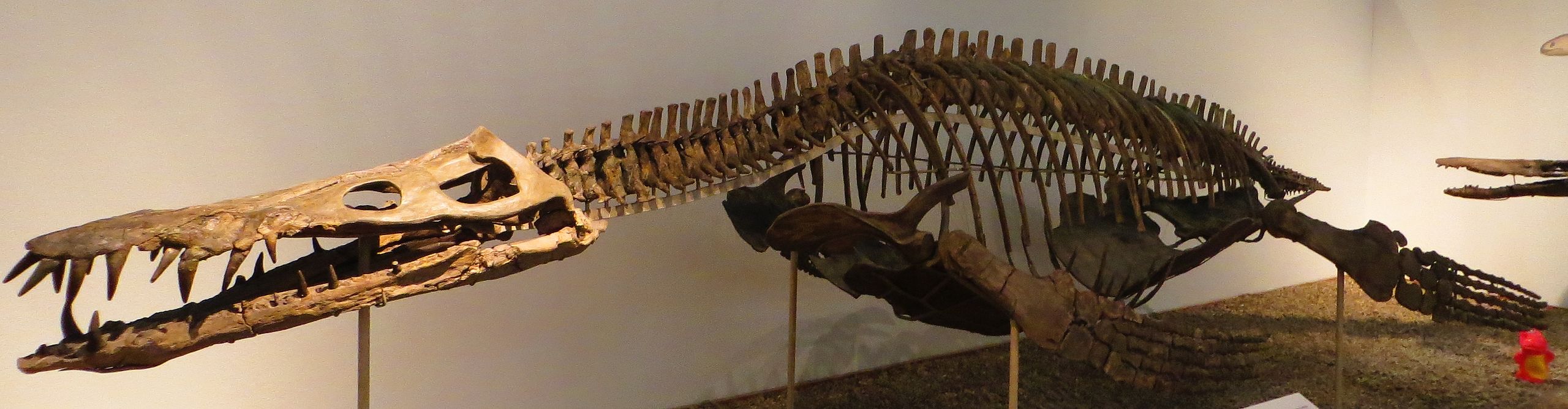 Kostra liopleurodona byla z anatomického hlediska typická pro pliosauridy. Dlouhý a nízký profil těla doplňovala rovněž dlouhá a nízká lebka s velkými zuby, mohutný kratší krk, silné ploutvovité končetiny a relativně krátký ocas. Kredit: Ghedoghedo; 
