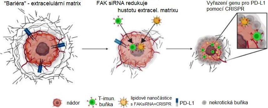 Mechanismus působení lipidových nanočástic přenášejících do nádoru genetické nástroje na oslabení ochranného extracelulárního matrixu a vyřazení genu pro protein PD-L1. To umožní imunitním T buňkám zaútočit na nádorové buňky. Kredit: Nature Nanotechn