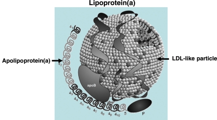 Lipoproteín(a) pozostáva z LDL podobnej (LDL-like) častice, na ktorú je kovalentne naviazaný apolipoproteín (a). Kredit: B?rge G. Nordestgaard, et al., EHJ 2010, CC BY-NC 2.5