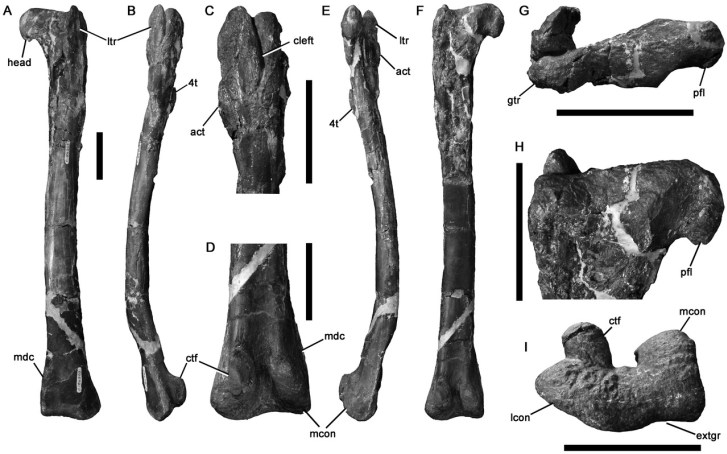 Holotyp druhu Timimus hermani v podobě levé stehenní kosti. Fosilie byla objevena v sedimentech souvrství Eumeralla a její geologické stáří tedy činí zhruba 110 milionů let. Je možné, že se jedná o prvního a dosud jediného známého tyranosauroida z ob