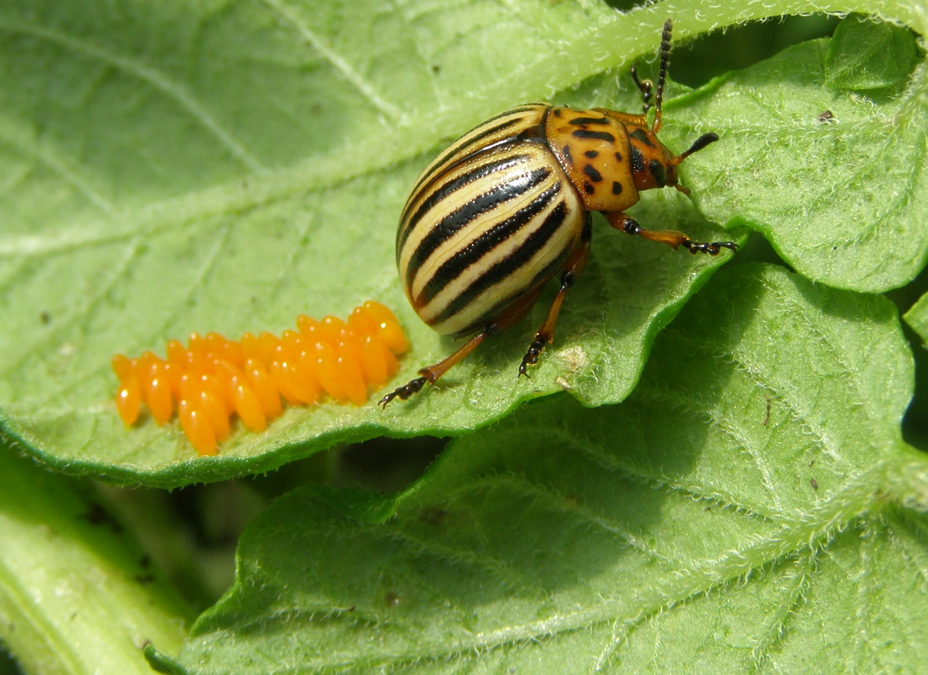 Dospělec mandelinky bramborové po nakladení vajíček na spodní stranu listu Kredit: Entomologický ústav Akademie věd České republiky, Adámozphoto Wikimedia Commons.