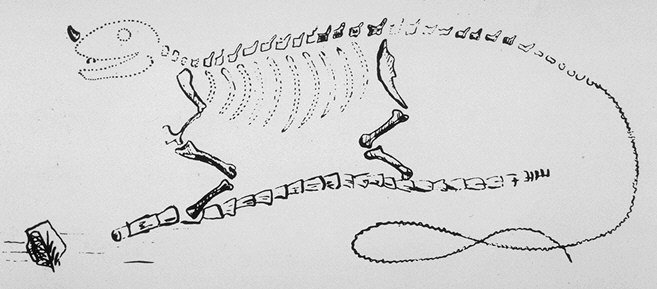 Dnes jiĹľ slavnĂˇ Mantellova rekonstrukce iguanodona z roku 1834, zobrazujĂ­cĂ­ tohoto dinosaura jako obĹ™Ă­ obdobu souÄŤasnĂ©ho leguĂˇna. Mantell vytvoĹ™il rekonstrukci na zĂˇkladÄ› kompletnÄ›jĹˇĂ­ho fosilnĂ­ho materiĂˇlu, dnes znĂˇmĂ©ho jako Maidst