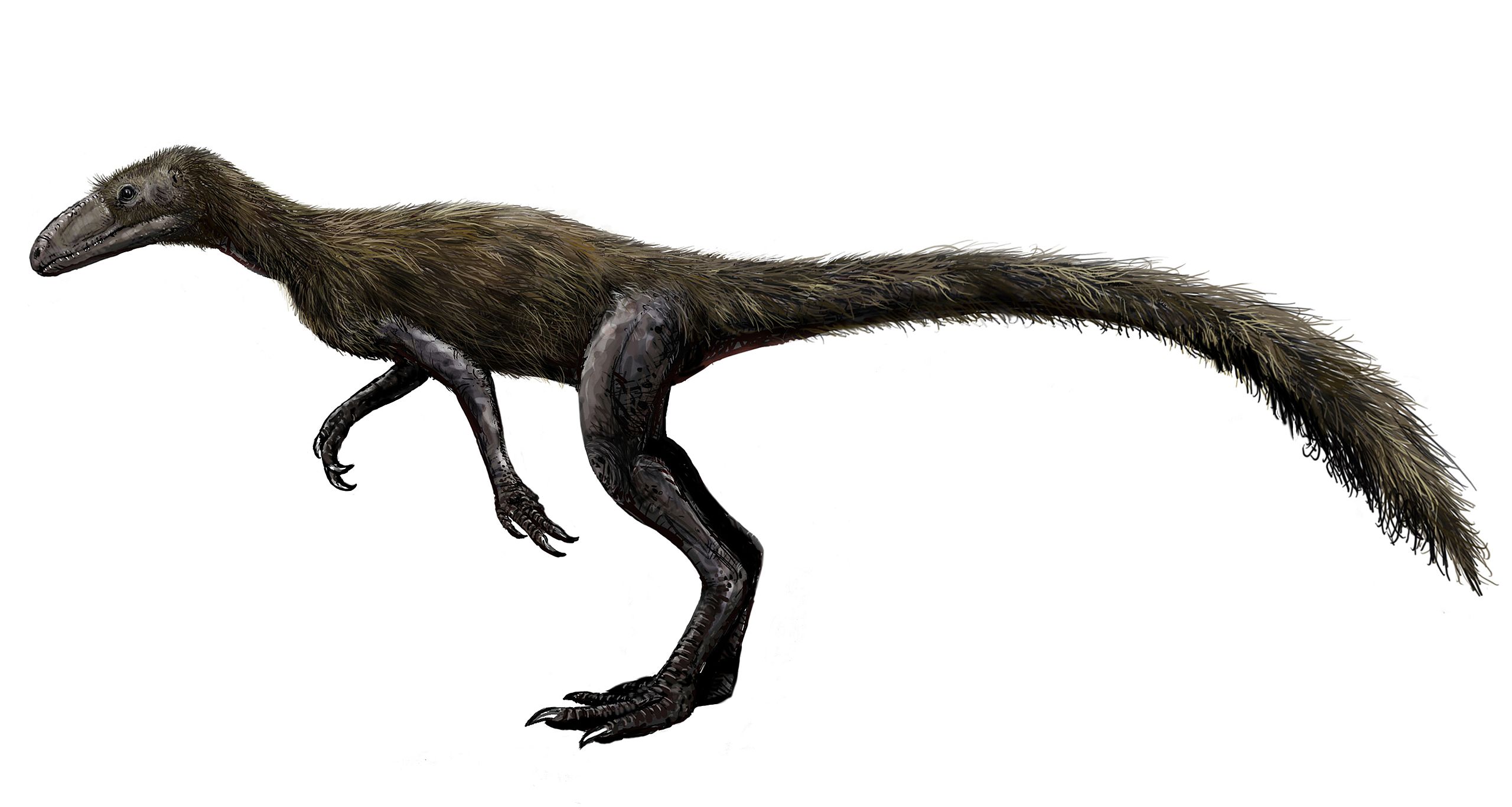 Rekonstrukce přibližného vzezření dinosauriforma druhu Lagosuchus (Marasuchus) lilloensis, žijícího v době před 235 miliony let na území současné Argentiny. Tento agilní plaz o velikosti kočky byl blízce vývojově příbuzný silesauridům i samotným dino