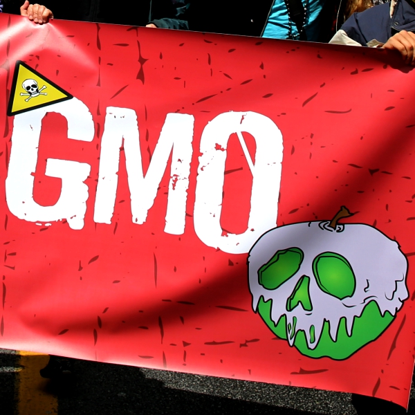 GMO! Kredit: : Rosalee Yagihara / Wikimedia Commons.
