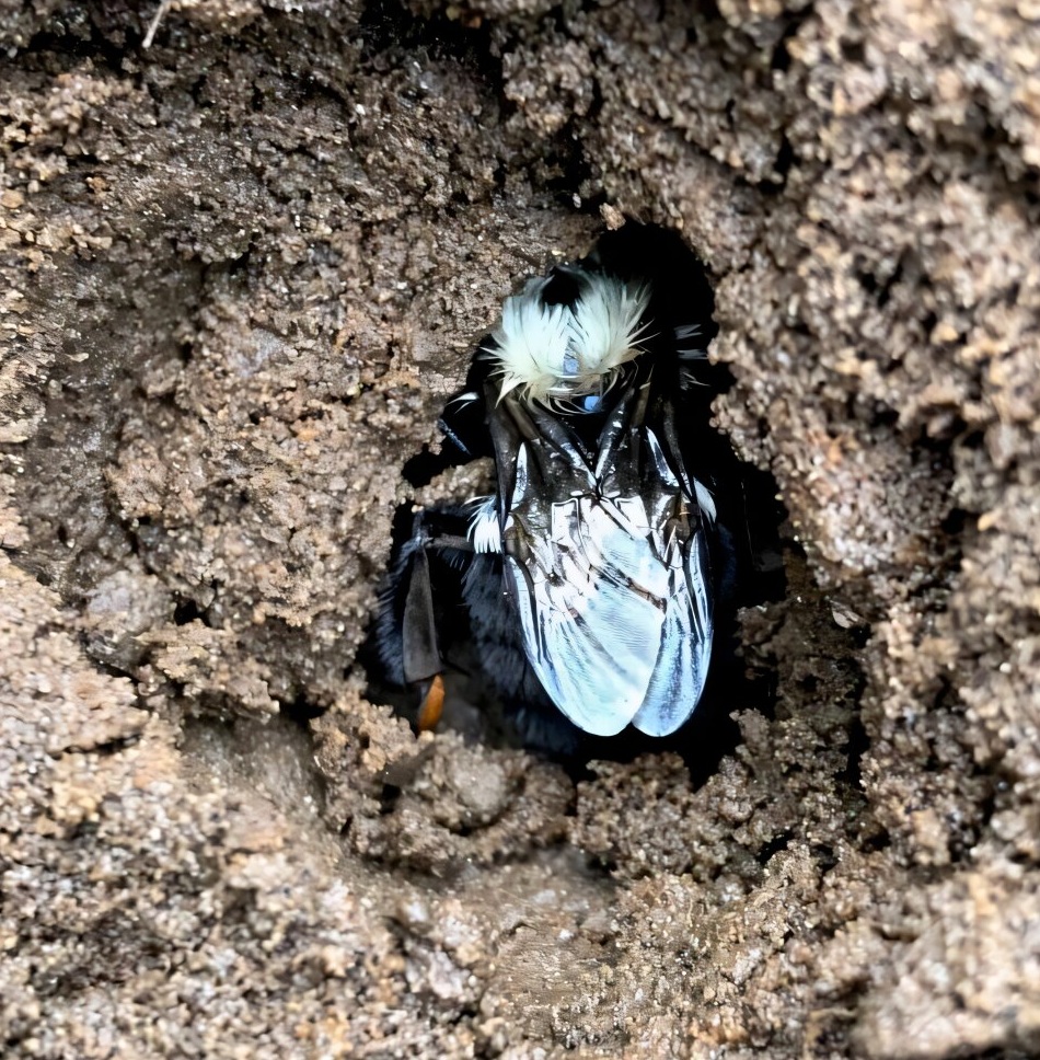 Matka čmeláka východního (Bombus impatiens). Kredit: Sabrina Rondeau, University of Guelph.