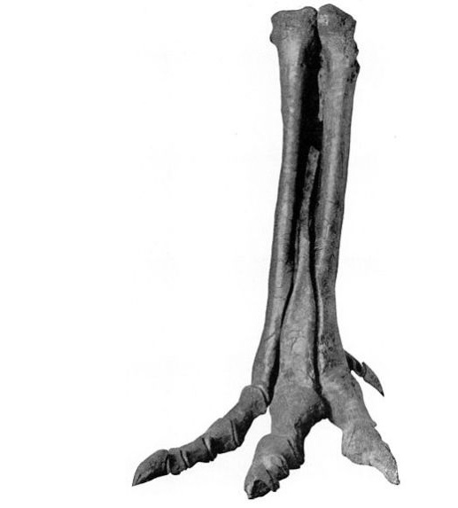 Fosilie distální části nohy druhu Alectrosaurus olseni. Jde o exemplář s katalogovým označením AMNH 6368, jedna z prvních objevených fosilií tohoto druhu. Kredit: Wikipedie (volné dílo)