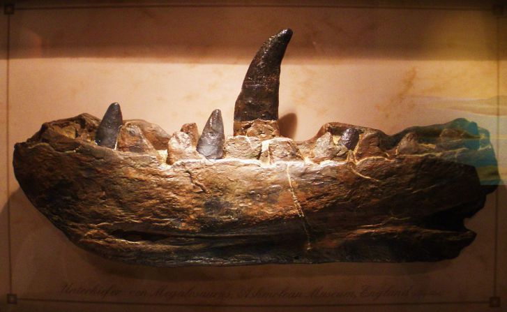 Odlitek spodní čelisti megalosaura, prvního formálně popsaného neptačího druhohorního dinosaura. Když jej reverend William Buckland představoval v únoru roku 1824 vědeckému světu, jistě netušil, že o necelá dvě století později budeme znát téměř třiná