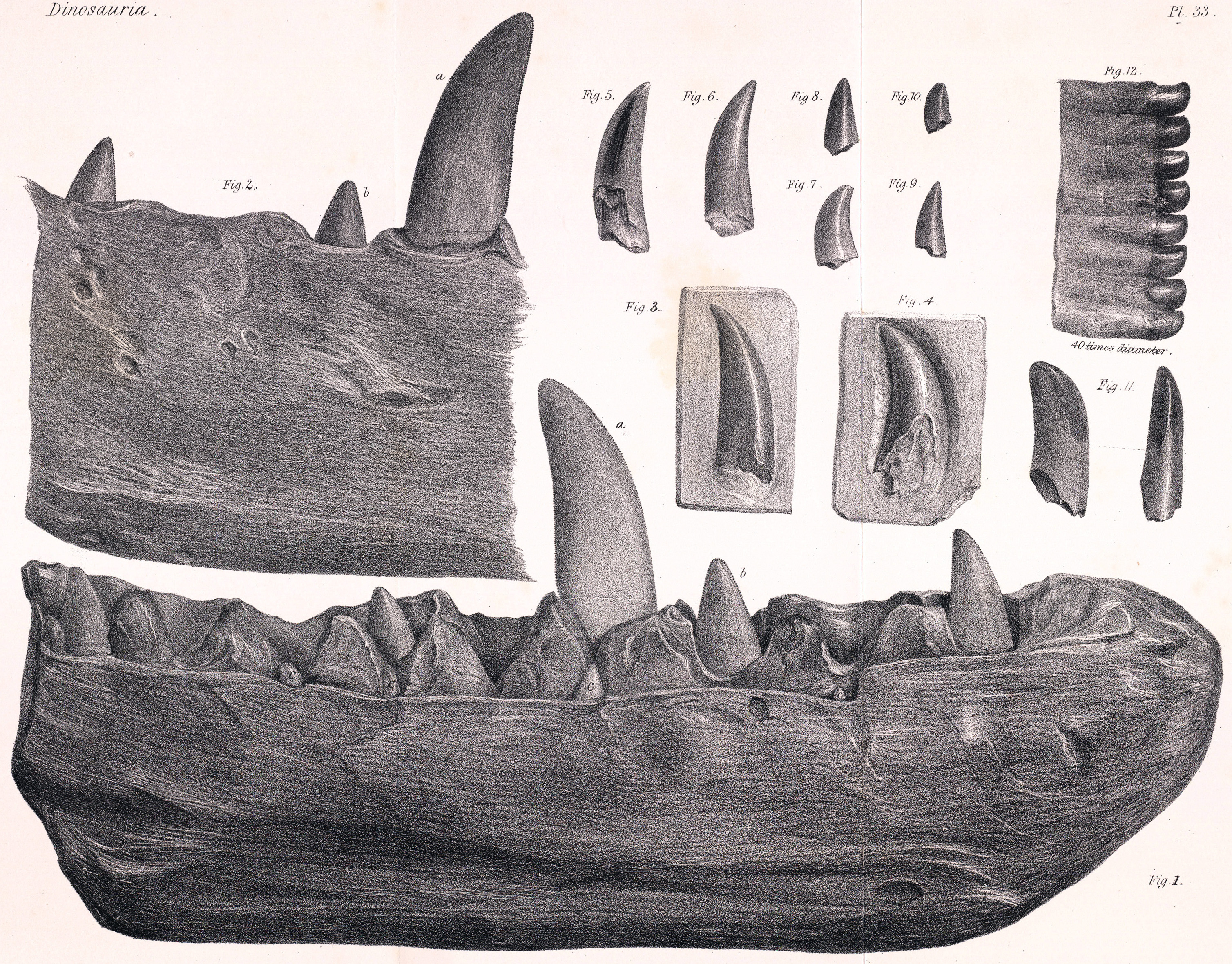 Nákres zubů a fragmentu spodní čelisti megalosaura, objevené roku 1797 ve Stonesfield Slate. Dnes se jedná o exemplář významný nejen z paleontologického, ale v nemenší míře i z historického hlediska. Kredit: J. Erxleben, Wikipedie (volné dílo).