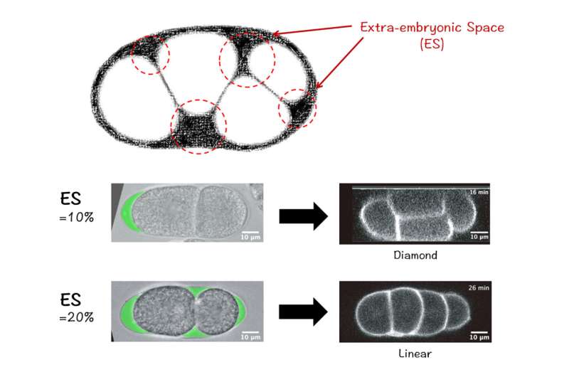 Prostor v němž se buňky dělí (zde ve vejci háďátka) řídí výsledný vzor uspořádání buněk. O směrování buněk k jejich specializaci spíše než objem, který mají k dispozici, rozhoduje jeho tvar a vytváření mezer mezi buňkami. Kredit: Univerzita v Kjótu/S