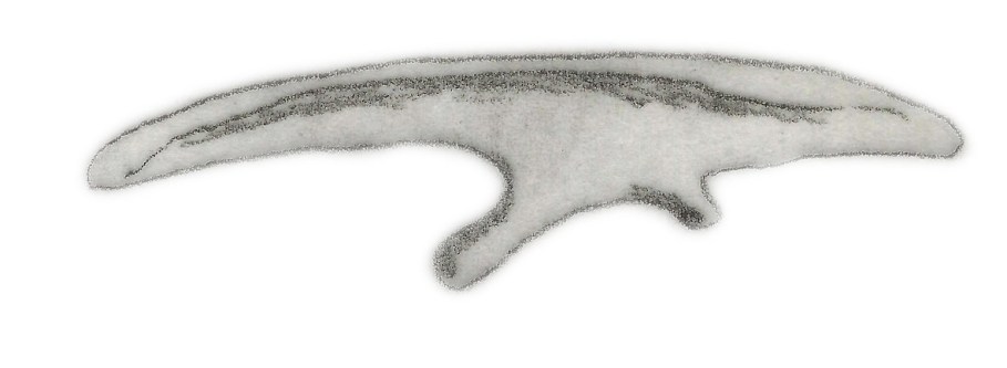 Ilustrace fosilie kyčelní kosti mikropachycefalosaura. Z tohoto malého býložravého dinosaura o velikosti domácí kočky se bohužel dochovaly jen fragmenty, které neumožňují vytvořit si spolehlivou představu o tvaru jeho těla, přesné velikosti nebo třeb