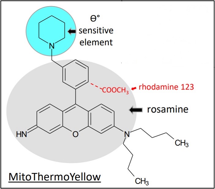 Mito (thermo yellow), N,N-dibutyl-6-imino-9-(3-piperidin-1-ylphenyl)xanthen-3-amine.
Technologie pronikající do života mitochondrií zajišťujících nám nejlepší možný výkon a nízkou spotřebu.